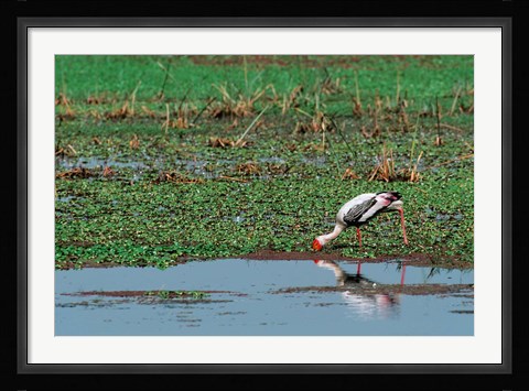 Framed Painted Stork by the water, India Print
