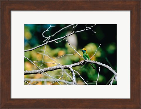 Framed Green Bee-eater in Bandhavgarh National Park, India Print