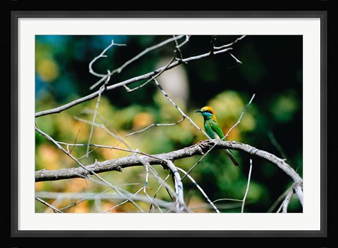 Framed Green Bee-eater in Bandhavgarh National Park, India Print
