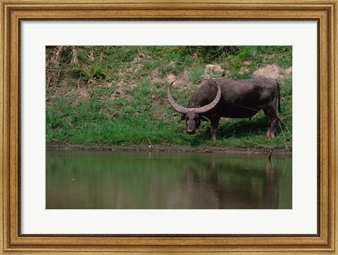 Framed Water Buffalo in Kaziranga National Park, India Print