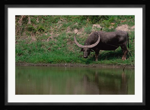 Framed Water Buffalo in Kaziranga National Park, India Print