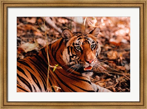 Framed Bengal Tiger in Bandhavgarh National Park, India Print