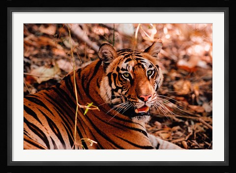 Framed Bengal Tiger in Bandhavgarh National Park, India Print