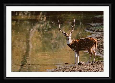 Framed Chital at Water's Edge in Bandhavgarh National Park, India Print