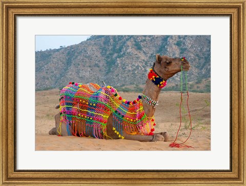 Framed Brightly decorated camel, Pushkar, Rajasthan, India. Print