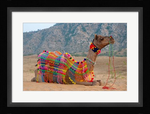 Framed Brightly decorated camel, Pushkar, Rajasthan, India. Print