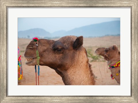 Framed Close-up of a camel, Pushkar, Rajasthan, India. Print