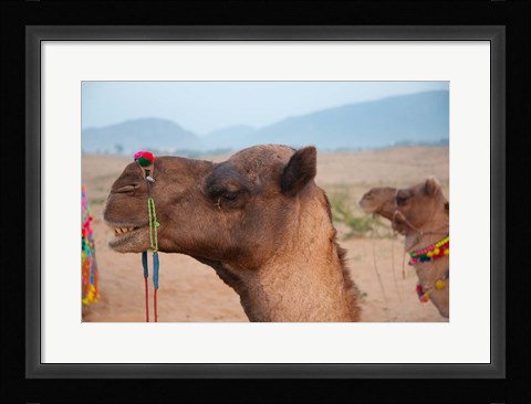 Framed Close-up of a camel, Pushkar, Rajasthan, India. Print