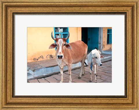 Framed Cow and calf on the street, Jojawar, Rajasthan, India. Print
