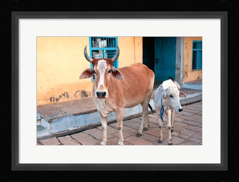 Framed Cow and calf on the street, Jojawar, Rajasthan, India. Print