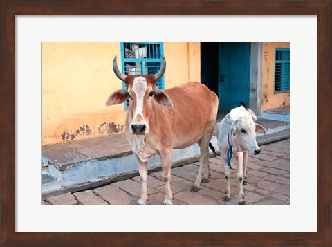 Framed Cow and calf on the street, Jojawar, Rajasthan, India. Print