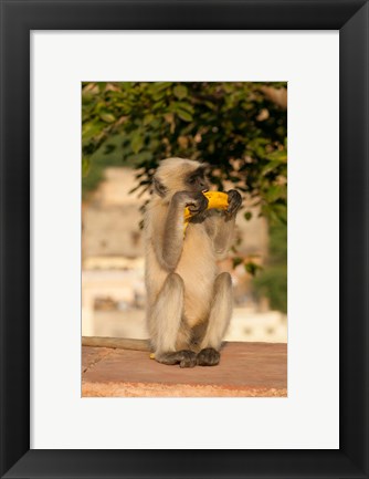 Framed Langur Monkey holding a banana, Amber Fort, Jaipur, Rajasthan, India Print