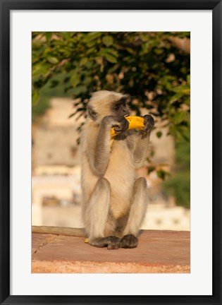 Framed Langur Monkey holding a banana, Amber Fort, Jaipur, Rajasthan, India Print