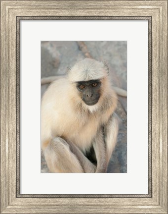 Framed Langur Monkey, Amber Fort, Jaipur, Rajasthan, India Print
