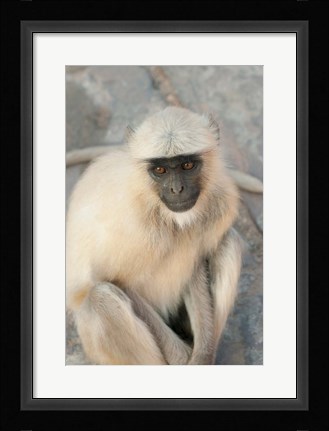 Framed Langur Monkey, Amber Fort, Jaipur, Rajasthan, India Print