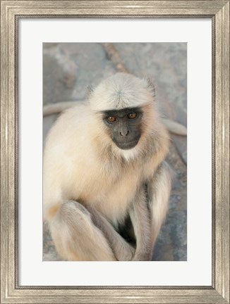 Framed Langur Monkey, Amber Fort, Jaipur, Rajasthan, India Print