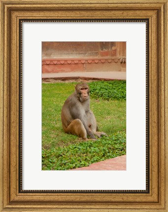Framed Monkey, Uttar Pradesh, India Print