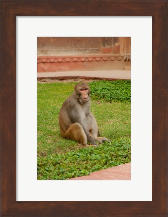 Framed Monkey, Uttar Pradesh, India Print
