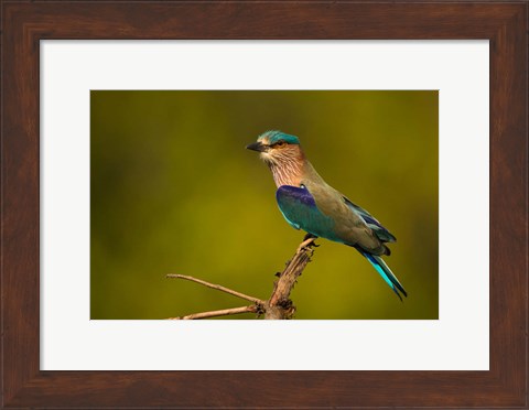 Framed Indian Roller, Bandhavgarh National Park, India Print