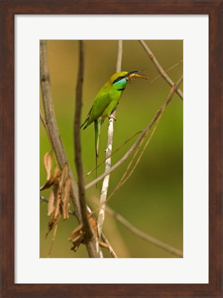 Framed Green Bee-Eater, Madhya Pradesh, Kanha National Park, India Print