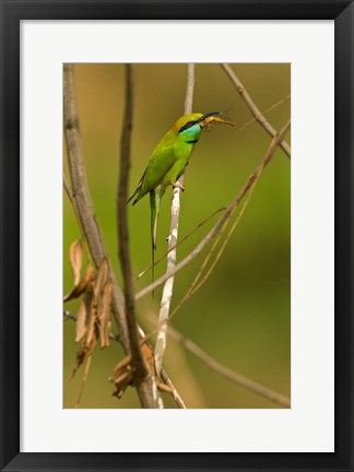 Framed Green Bee-Eater, Madhya Pradesh, Kanha National Park, India Print