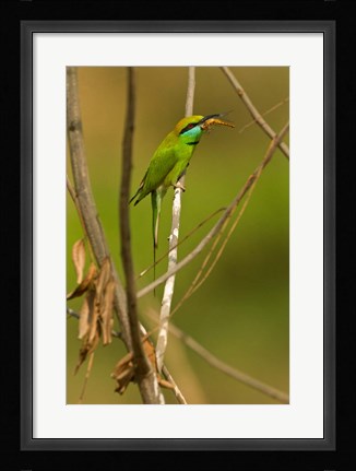 Framed Green Bee-Eater, Madhya Pradesh, Kanha National Park, India Print