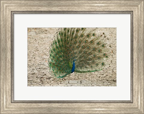 Framed Indian Peafowl, Bandhavgarh National Park, India Print