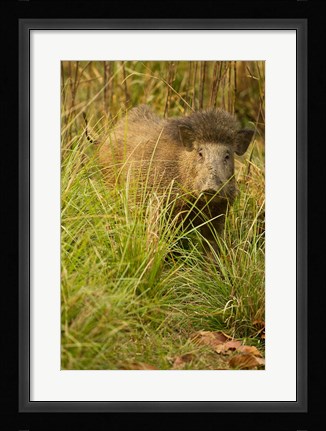 Framed Indian Wild Boar, Madhya Pradesh, Kanha National Park, India Print