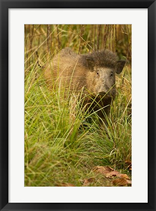 Framed Indian Wild Boar, Madhya Pradesh, Kanha National Park, India Print