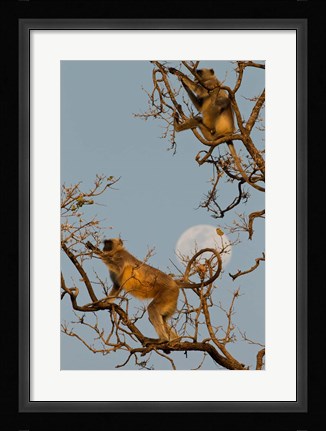 Framed Pair of Hanuman Langur, Kanha National Park, India Print