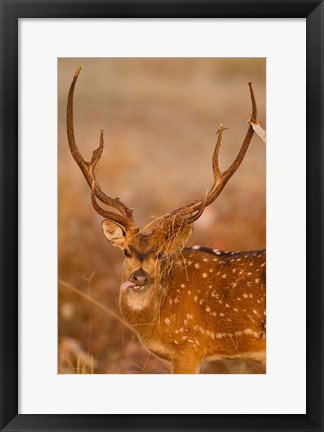 Framed Spotted Deer, Madhya Pradesh, Kanha National Park, India Print