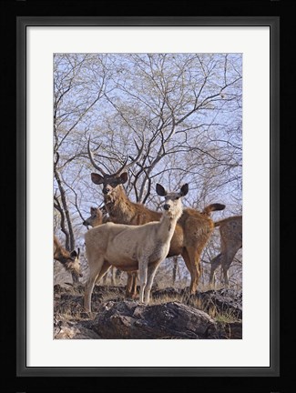 Framed Alert Sambars, Ranthambhor National Park, India Print