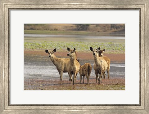 Framed Alert Sanbar deers, Ranthambhor National Park, India Print