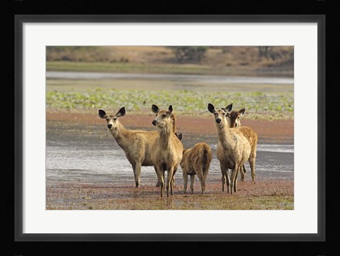 Framed Alert Sanbar deers, Ranthambhor National Park, India Print