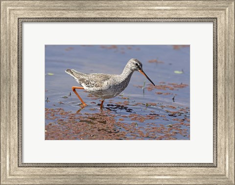 Framed Bird, Redshank, Ranthambhor National Park, India Print