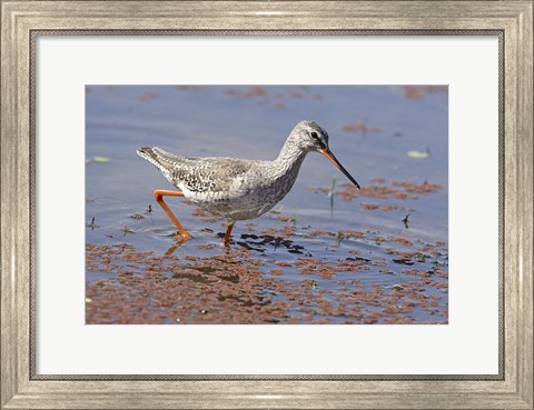 Framed Bird, Redshank, Ranthambhor National Park, India Print