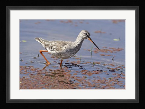 Framed Bird, Redshank, Ranthambhor National Park, India Print