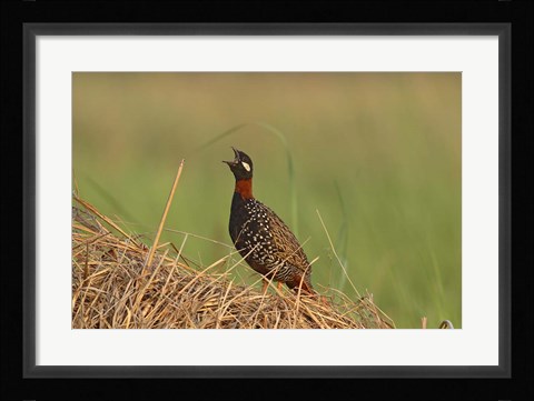 Framed Black Partridge bird, Corbett NP, Uttaranchal, India Print