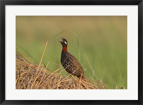 Framed Black Partridge bird, Corbett NP, Uttaranchal, India Print