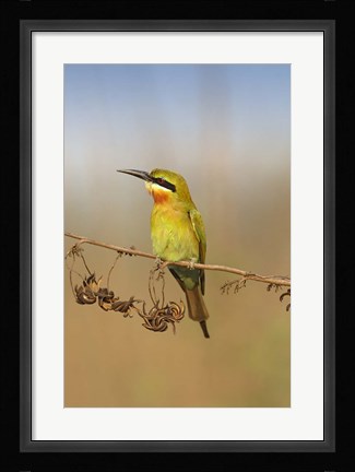 Framed Bluetailed Bee eater, Corbett NP, Uttaranchal, India Print