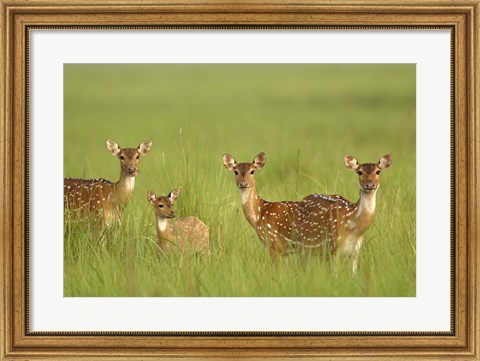 Framed Chital Deer wildlife, Corbett NP, Uttaranchal, India Print