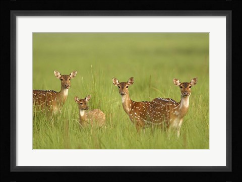 Framed Chital Deer wildlife, Corbett NP, Uttaranchal, India Print