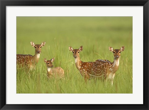 Framed Chital Deer wildlife, Corbett NP, Uttaranchal, India Print