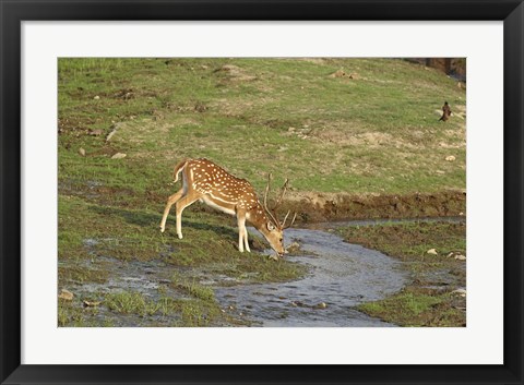 Framed Chital wildlife, Corbett NP, Uttaranchal, India Print