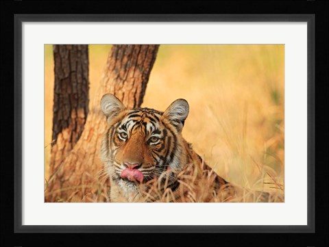 Framed Close up of Royal Bengal Tiger, Ranthambhor National Park, India Print