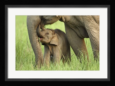 Framed Elephant and Young, Corbett National Park, Uttaranchal, India Print