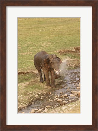 Framed Elephant at waterhole, Corbett NP, Uttaranchal, India Print