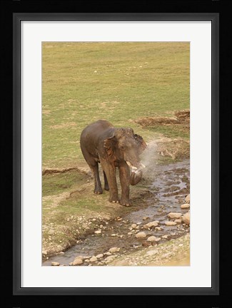 Framed Elephant at waterhole, Corbett NP, Uttaranchal, India Print