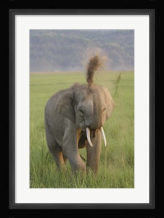 Framed Elephant dust bath, Corbett NP, Uttaranchal, India Print