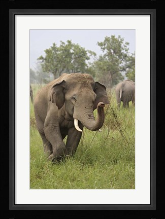 Framed Elephant Greeting, Corbett National Park, Uttaranchal, India Print